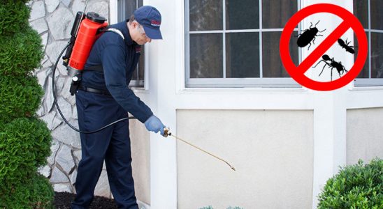 Gümüşova Fare İlaçlama böcek ilaçlama ve haşere kontrolü — ilaclama-tr.com